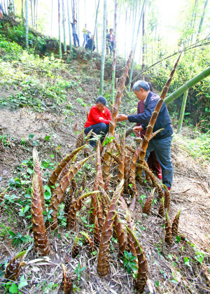 奇!2平方米的地方长出86株竹笋