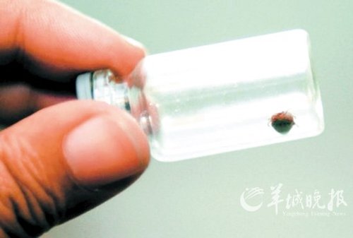 河南商城成蜱虫"重灾区" 疑媒体过度炒作