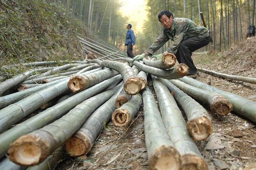 毛竹从山上砍伐下来之后送到竹制品加工厂的价格大约是一百斤35至45元